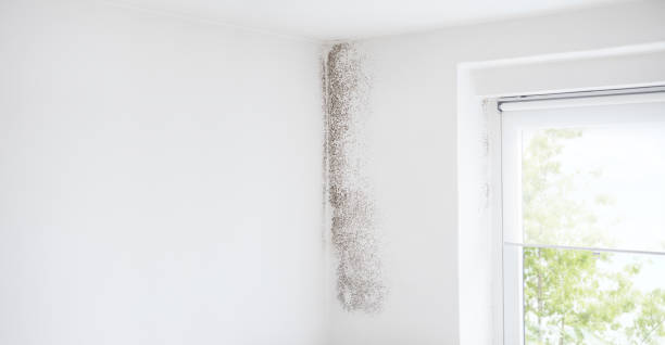 Mold Remediation for Rental Properties in Brookneal, VA